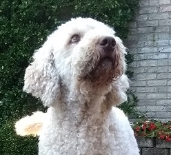 Een rustige en ontspannen hond met hondenmassage