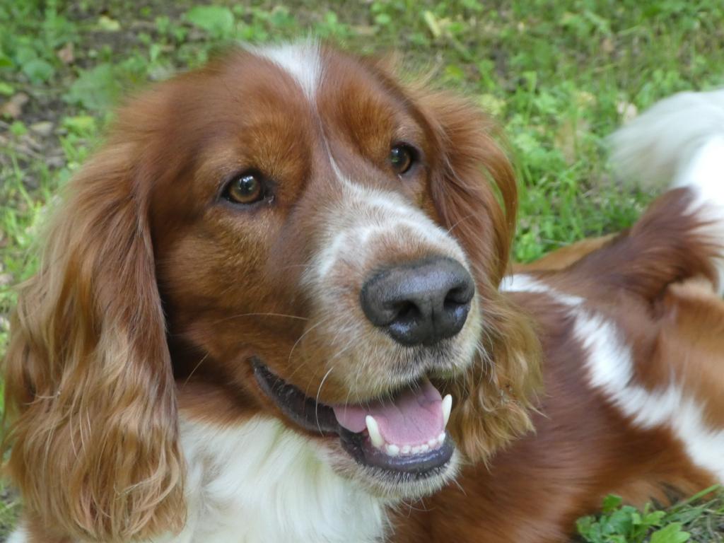 Ontspannen hond na een workshop hondenmassage